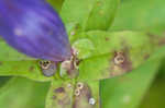 Bottle gentian